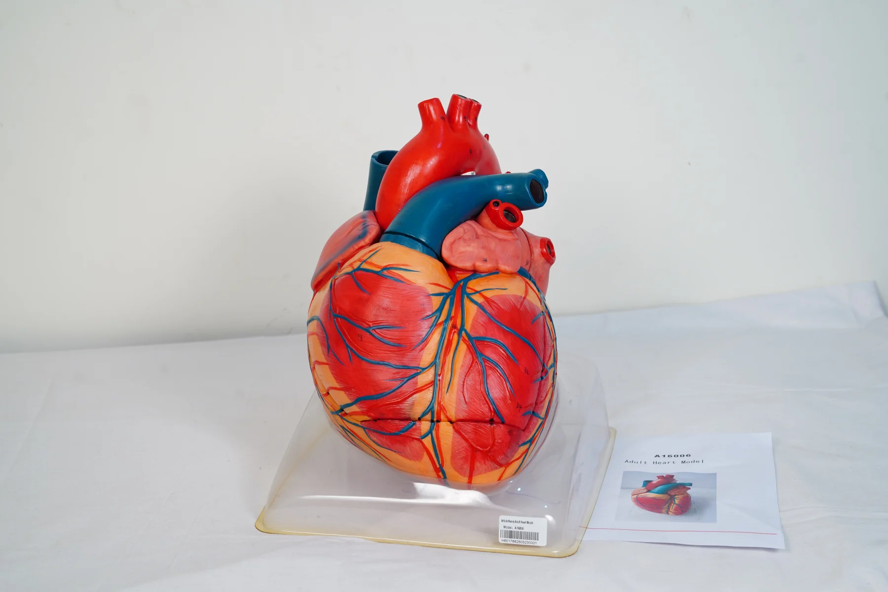 Adult Heart Model thumbnail 5