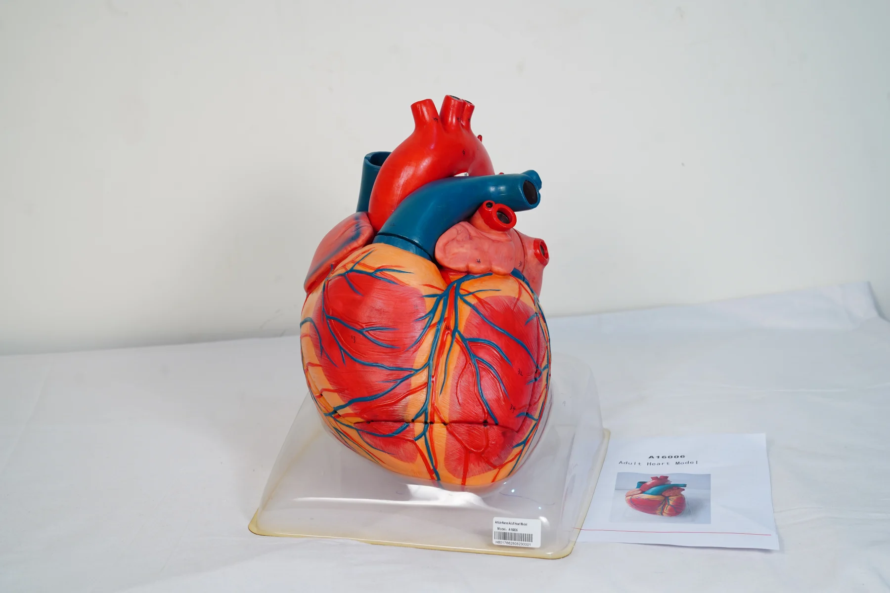 Adult Heart Model