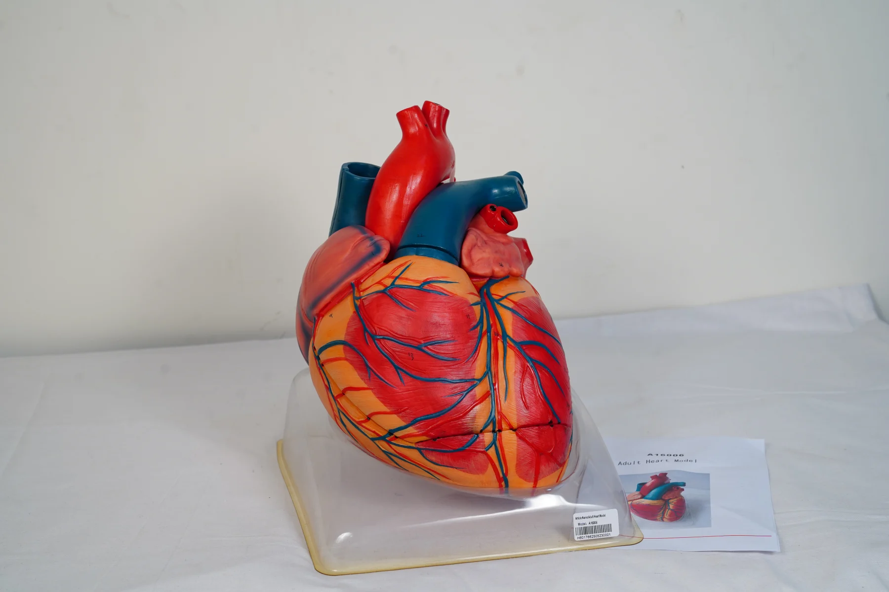 Adult Heart Model thumbnail 3