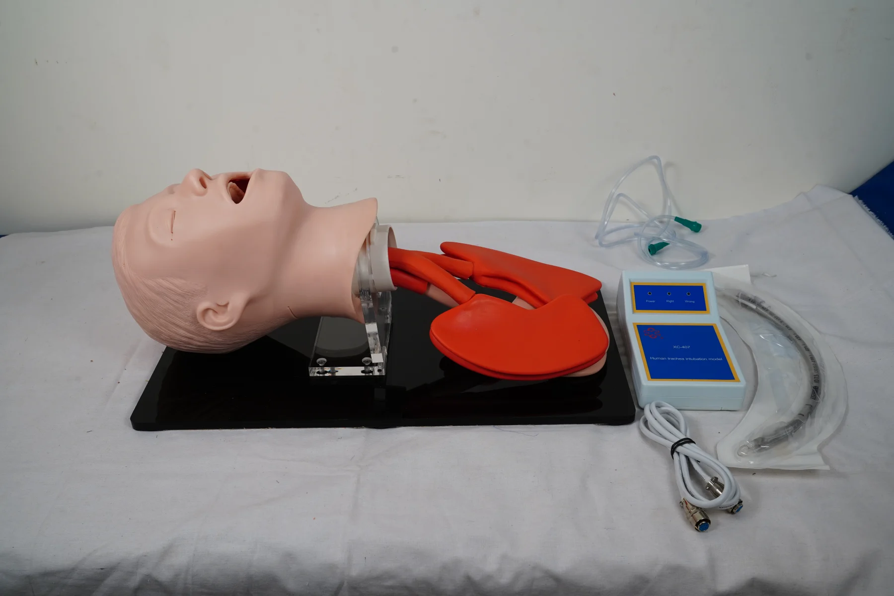 Human Trachea Intubation Model