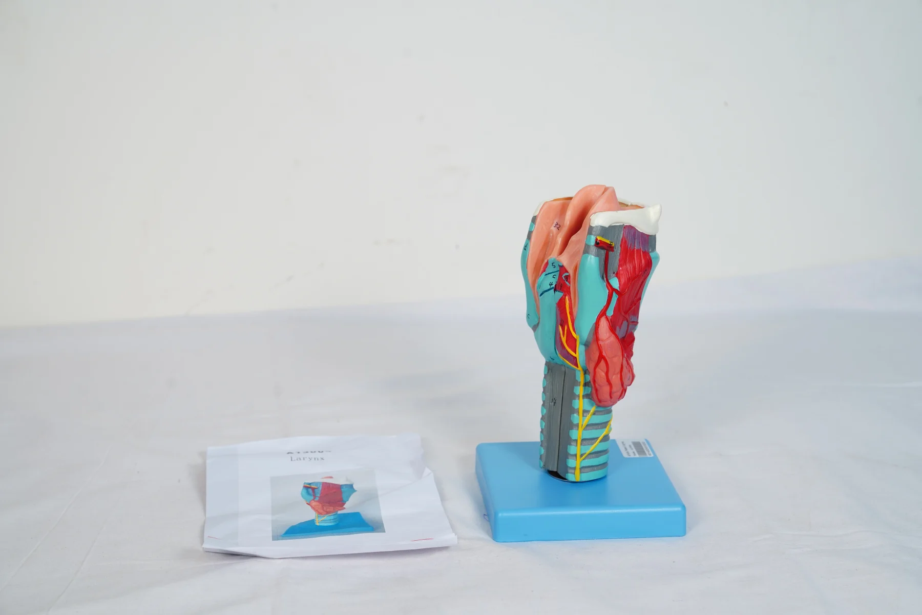 Larynx thumbnail 9
