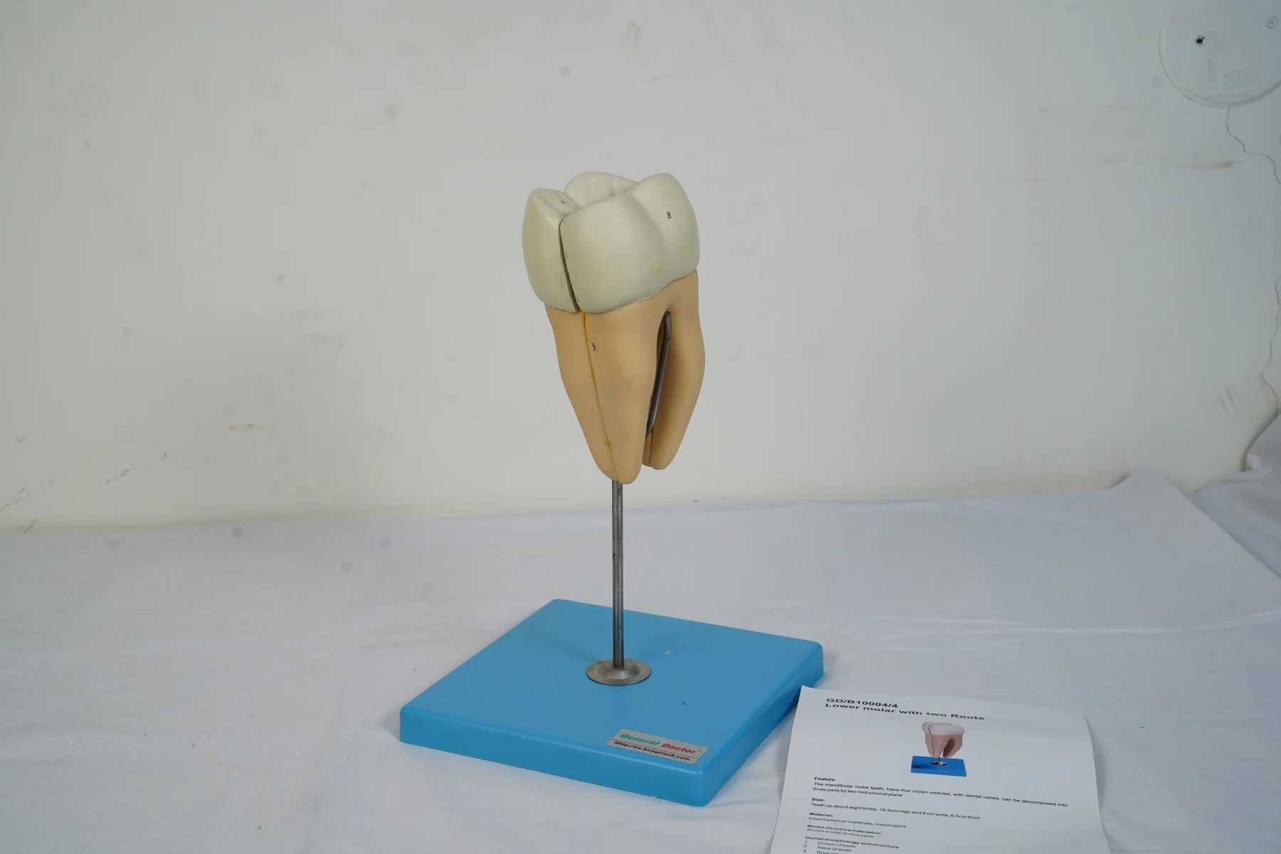 Lower Molar With Two Roots thumbnail 2