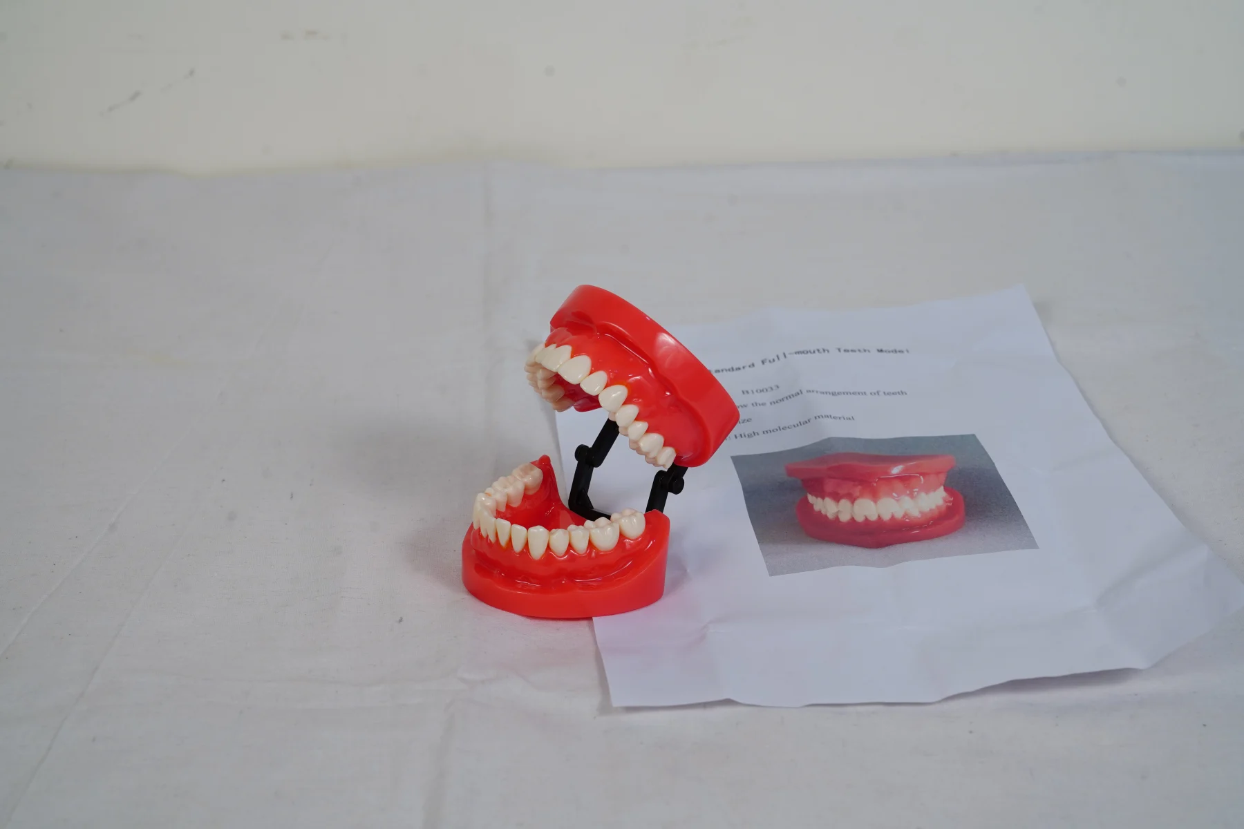 Teeth Model thumbnail 2