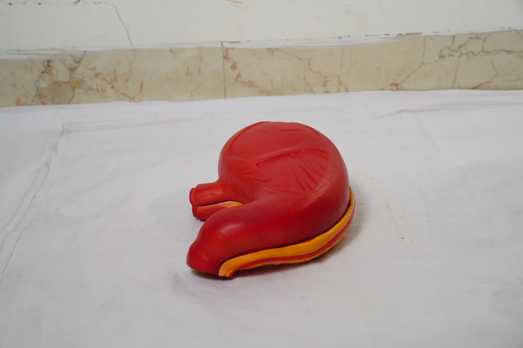 Stomach Model thumbnail 4