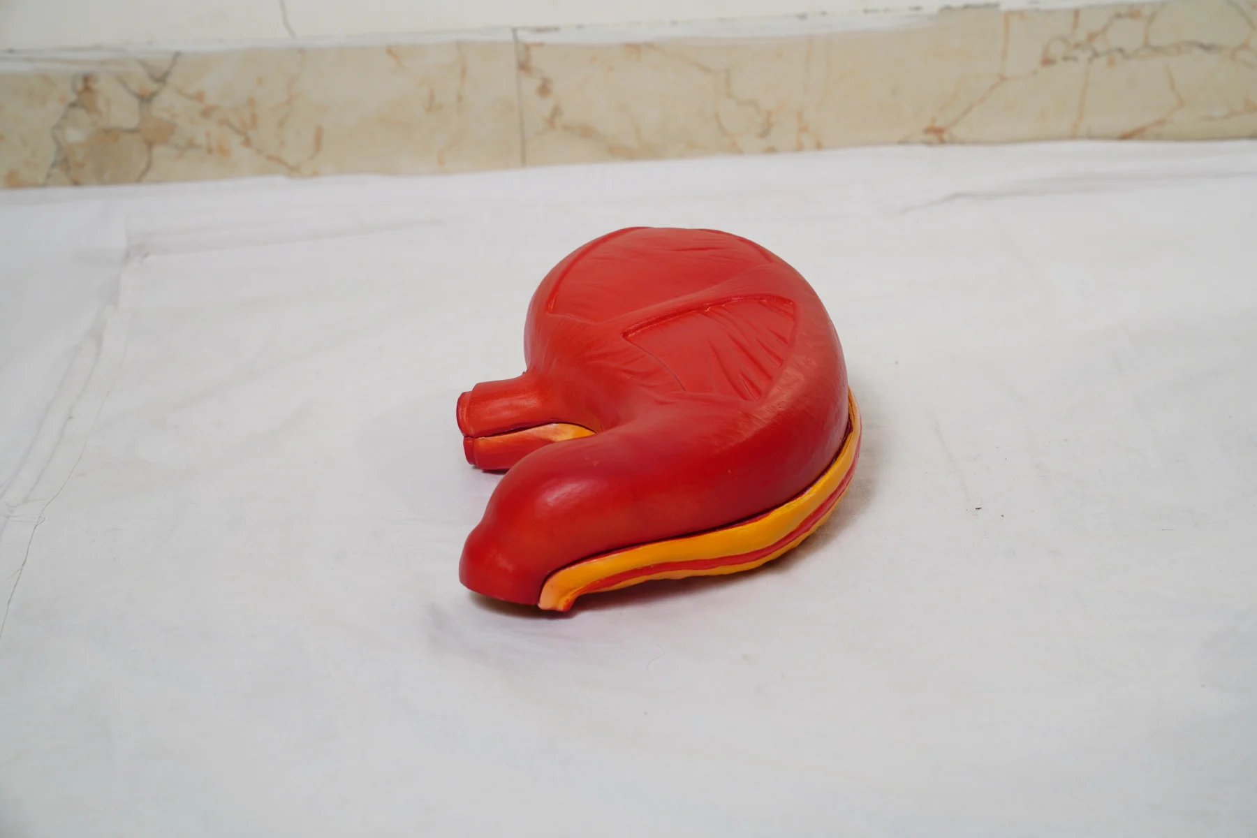 Stomach Model thumbnail 3