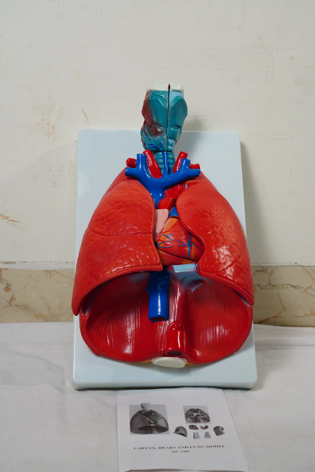 Lung Model thumbnail 2