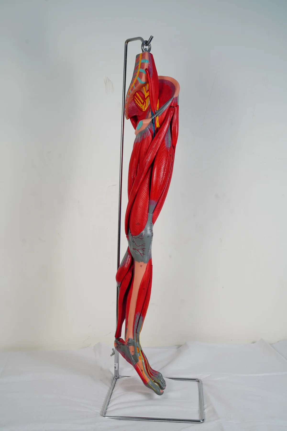 Muscles of Leg With Main Vessels and Nerves