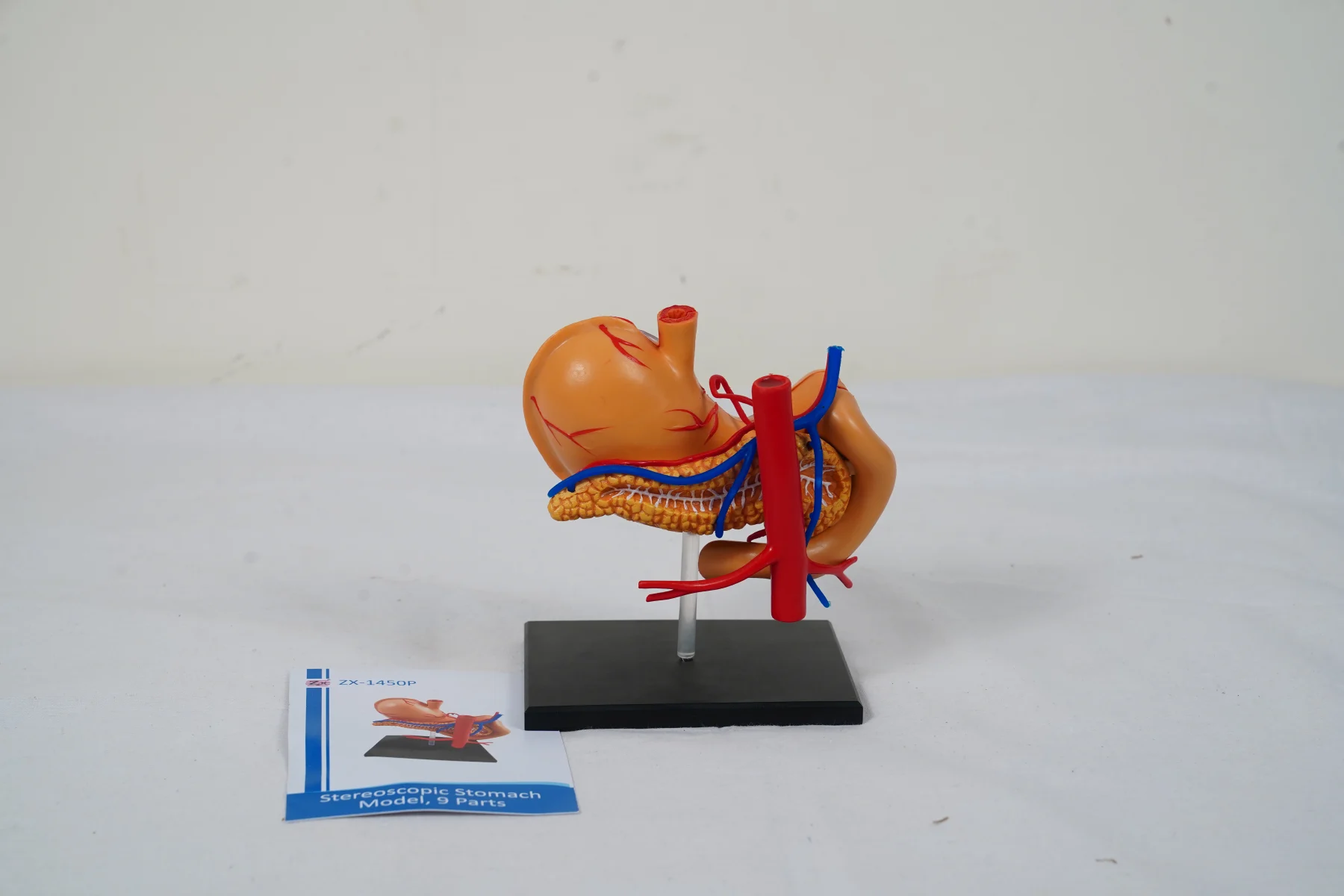 Stereoscopic Stomach Model 9 Parts