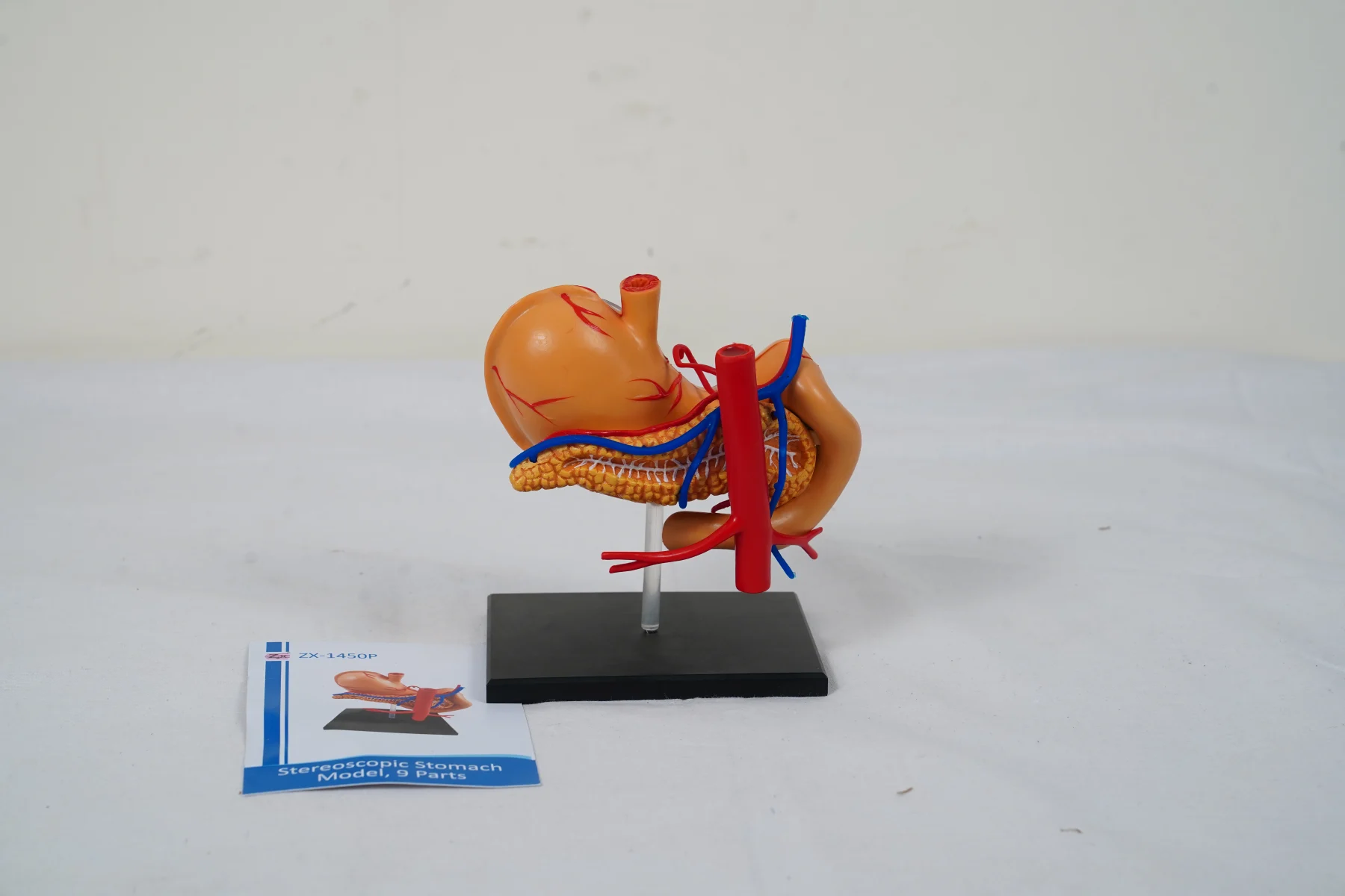 Stereoscopic Stomach Model 9 Parts thumbnail 2