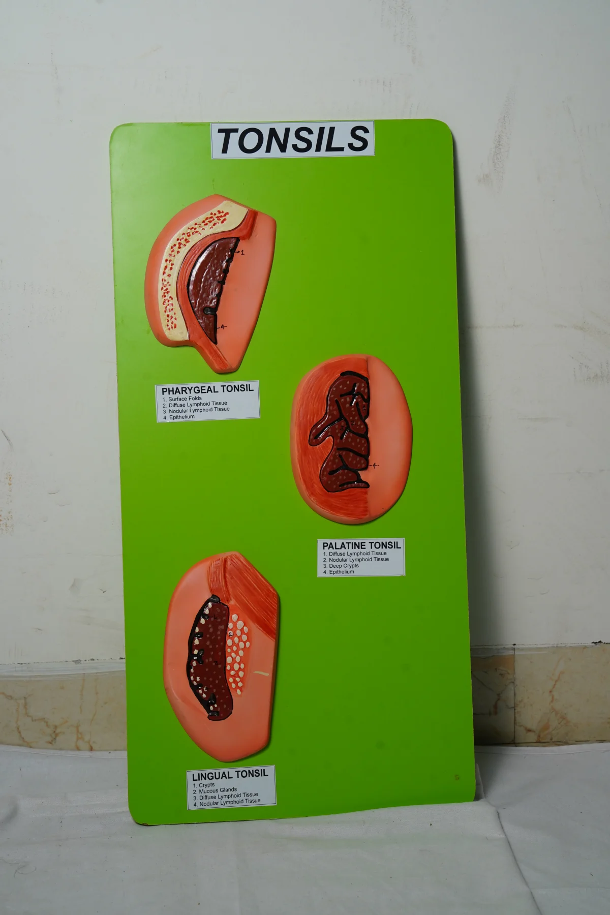 Tonsils thumbnail 3