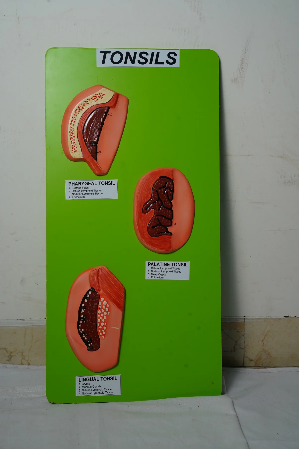 Tonsils