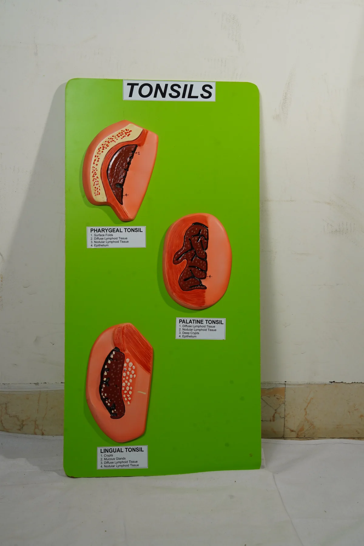 Tonsils thumbnail 2