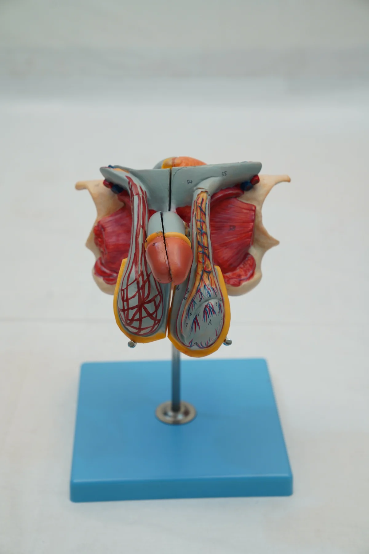 Male Genital Organ Model