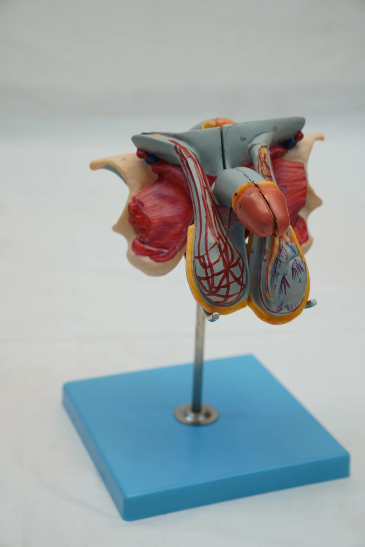 Male Genital Organ Model thumbnail 2