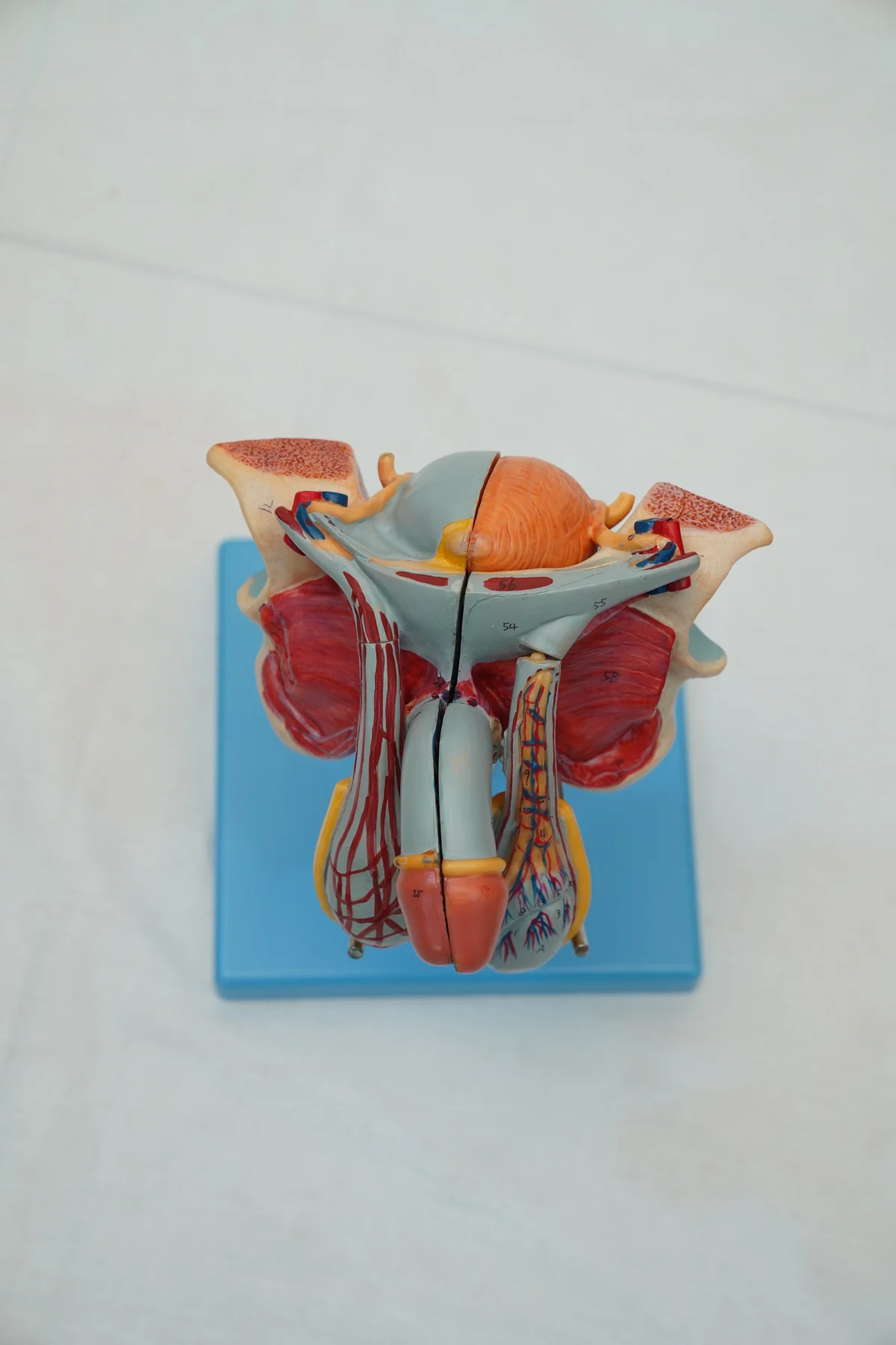 Male Genital Organ Model thumbnail 3