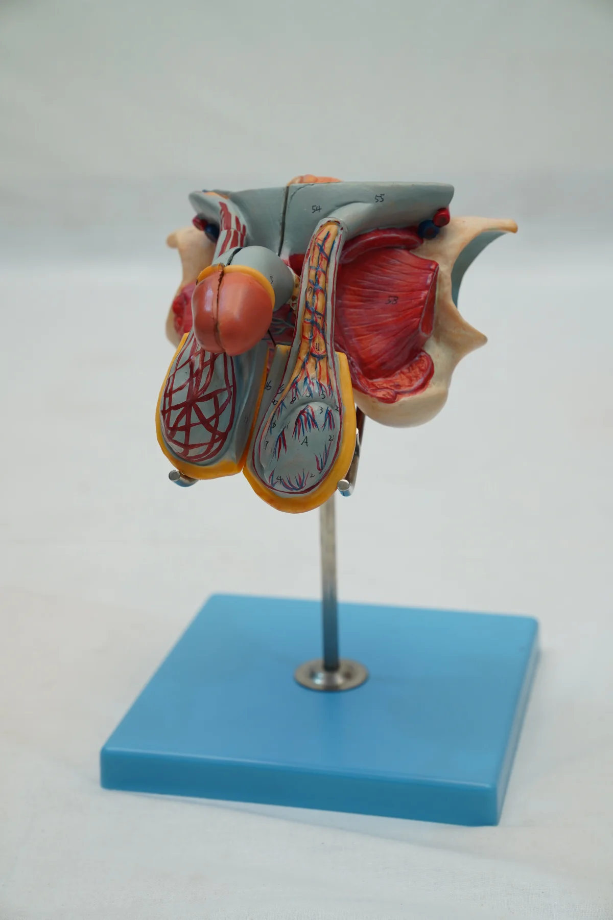 Male Genital Organ Model thumbnail 4